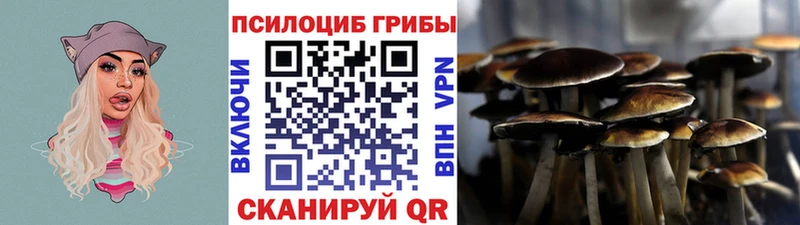 Галлюциногенные грибы Psilocybine cubensis  Кизилюрт 